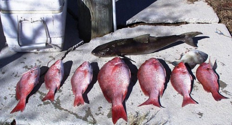 Red Snapper Fishing off the Mississippi Gulf Coast 