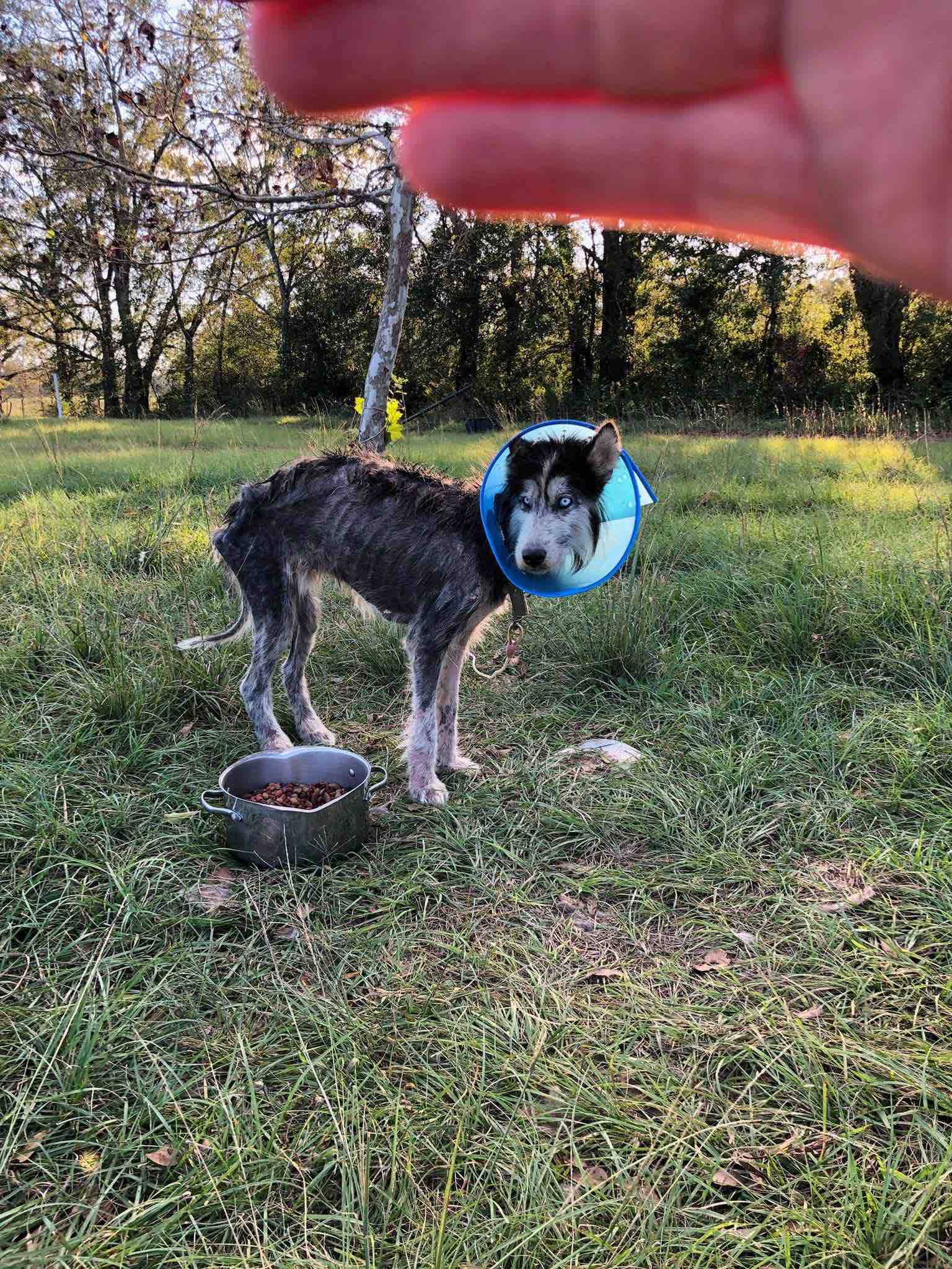 The story of an Alabama dog rescuer with a heart of gold 