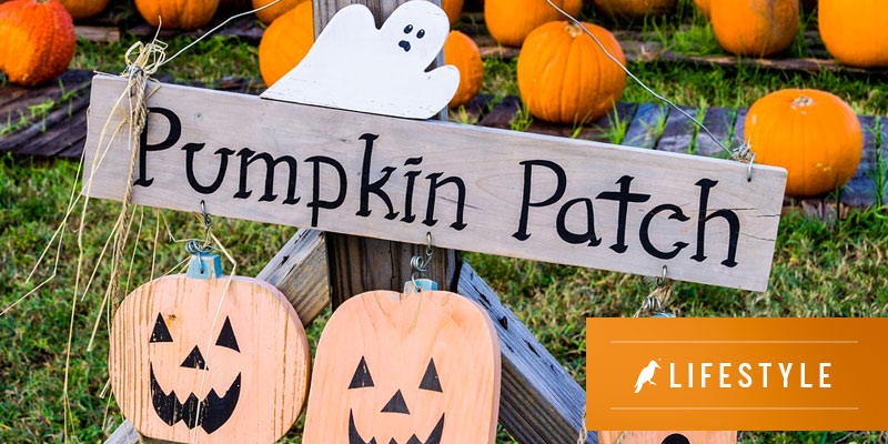 15 of the best pumpkin patches in Alabama - Yellowhammer News