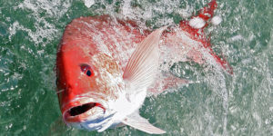 Sens. Tuberville, Britt advance law to combat illegal red snapper trade ...