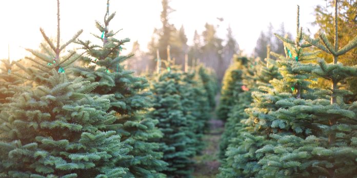 Christmas tree farms in Alabama
