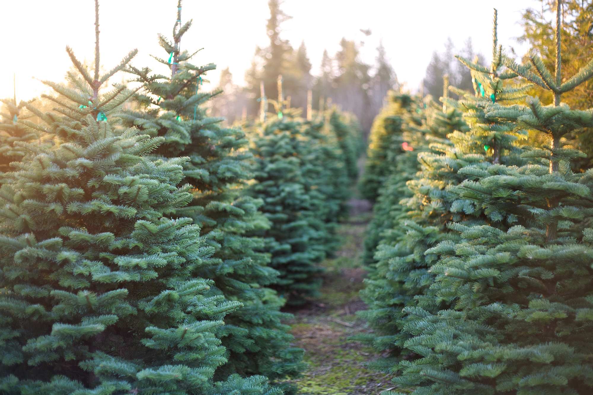 Christmas tree farms in Alabama