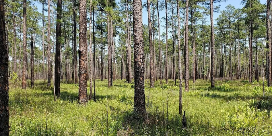 New grants to benefit longleaf pine restoration in Alabama ...