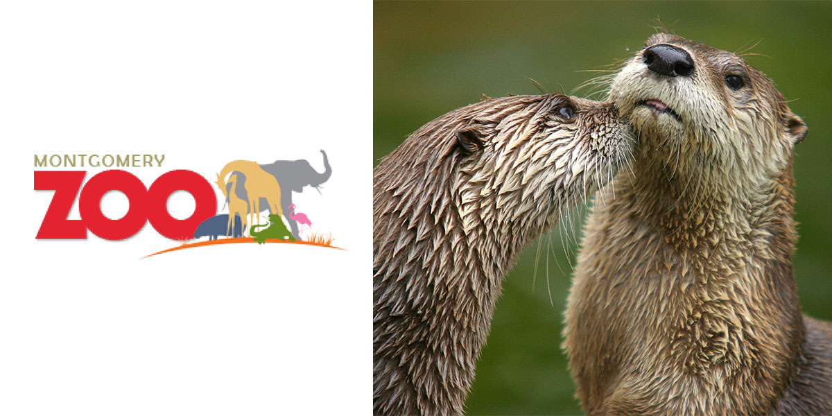Celebrate World Otter day at the Montgomery Zoo