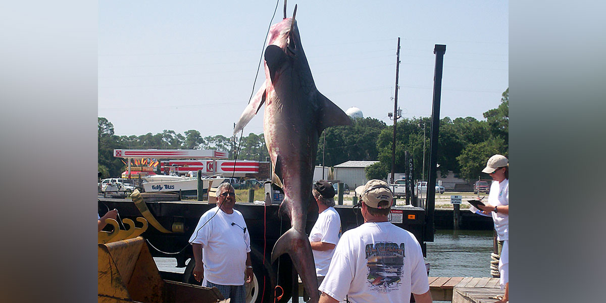 Shark category returns for 89th Alabama Deep Sea Fishing Rodeo