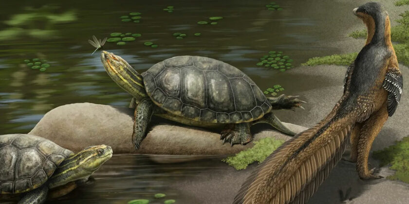 New species of giant fossil turtle discovered in Alabama