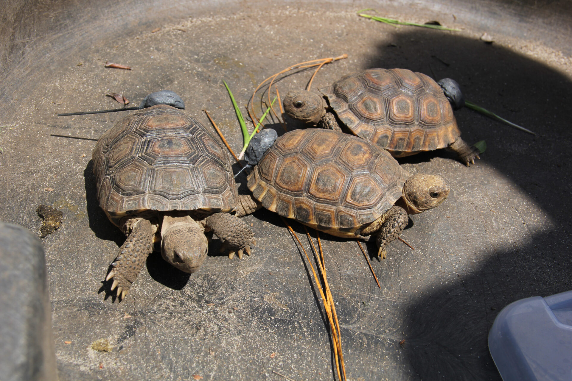 Gopher tortoise gets boost in South Alabama - Yellowhammer News