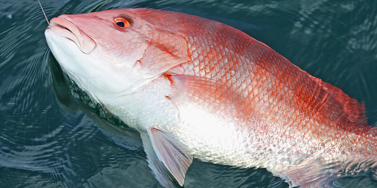 Alabama's recreational red snapper quota may be cut