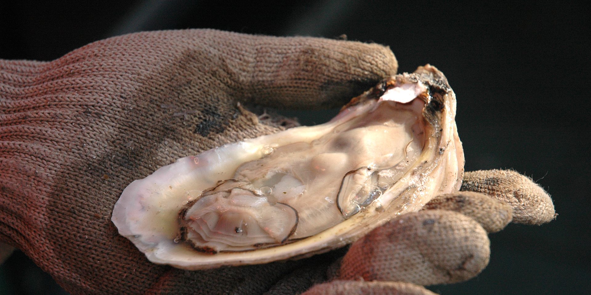 Oyster harvest opens October 7 in Alabama - Yellowhammer News