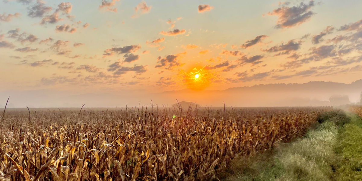 Baguettes and biscuits: The French-Southern connection
