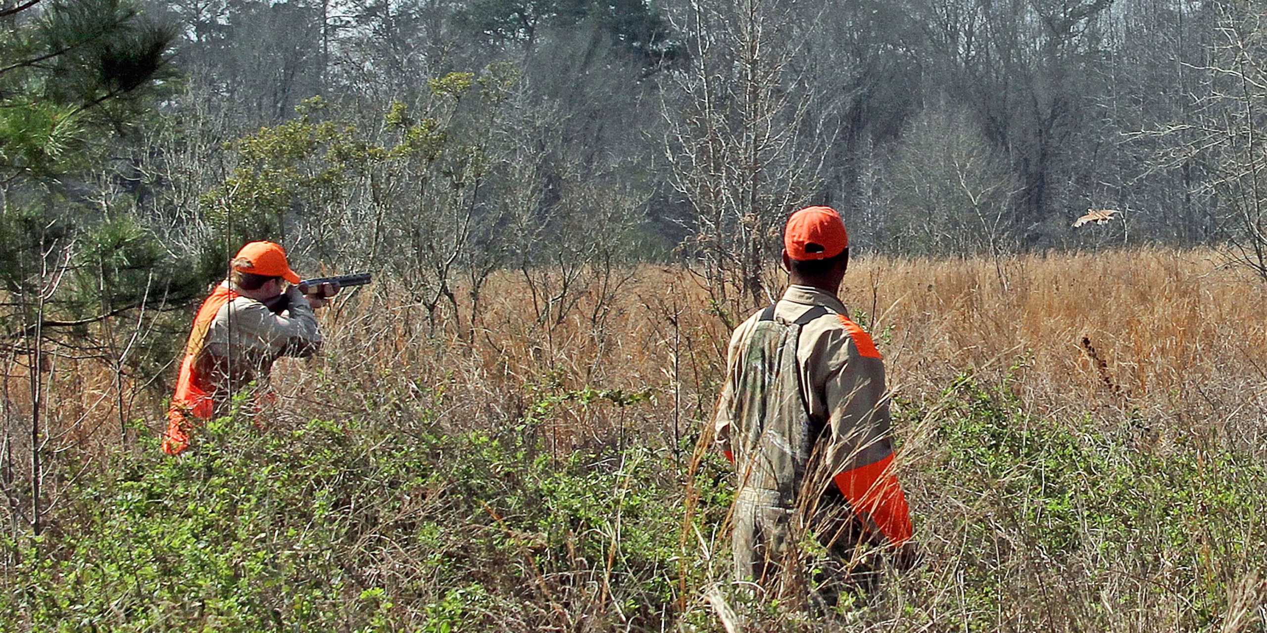 Alabama Bobwhite Quail