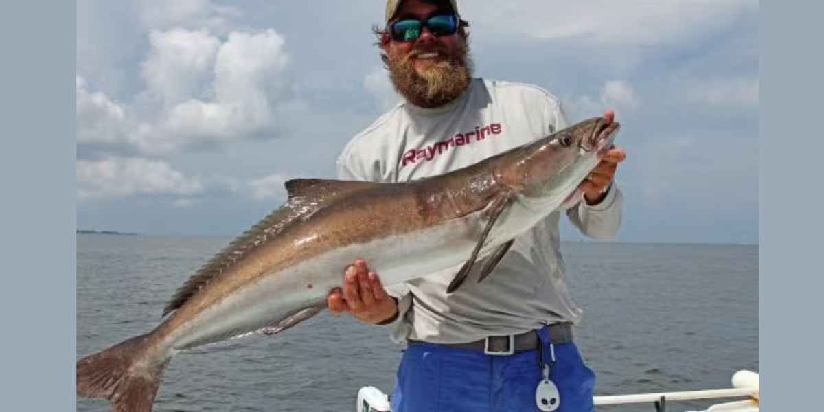 David Rainer: Powers leads study on cobia and tripletail in the Gulf
