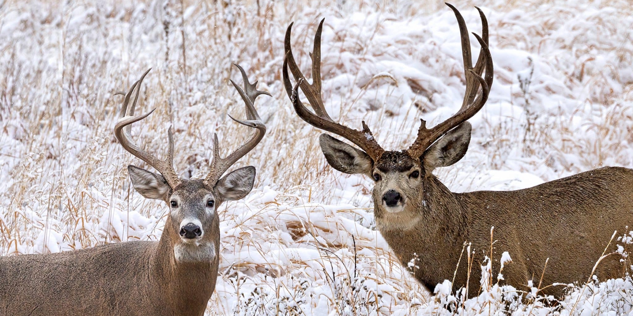 Do animals panic like Alabamians when winter weather looms?