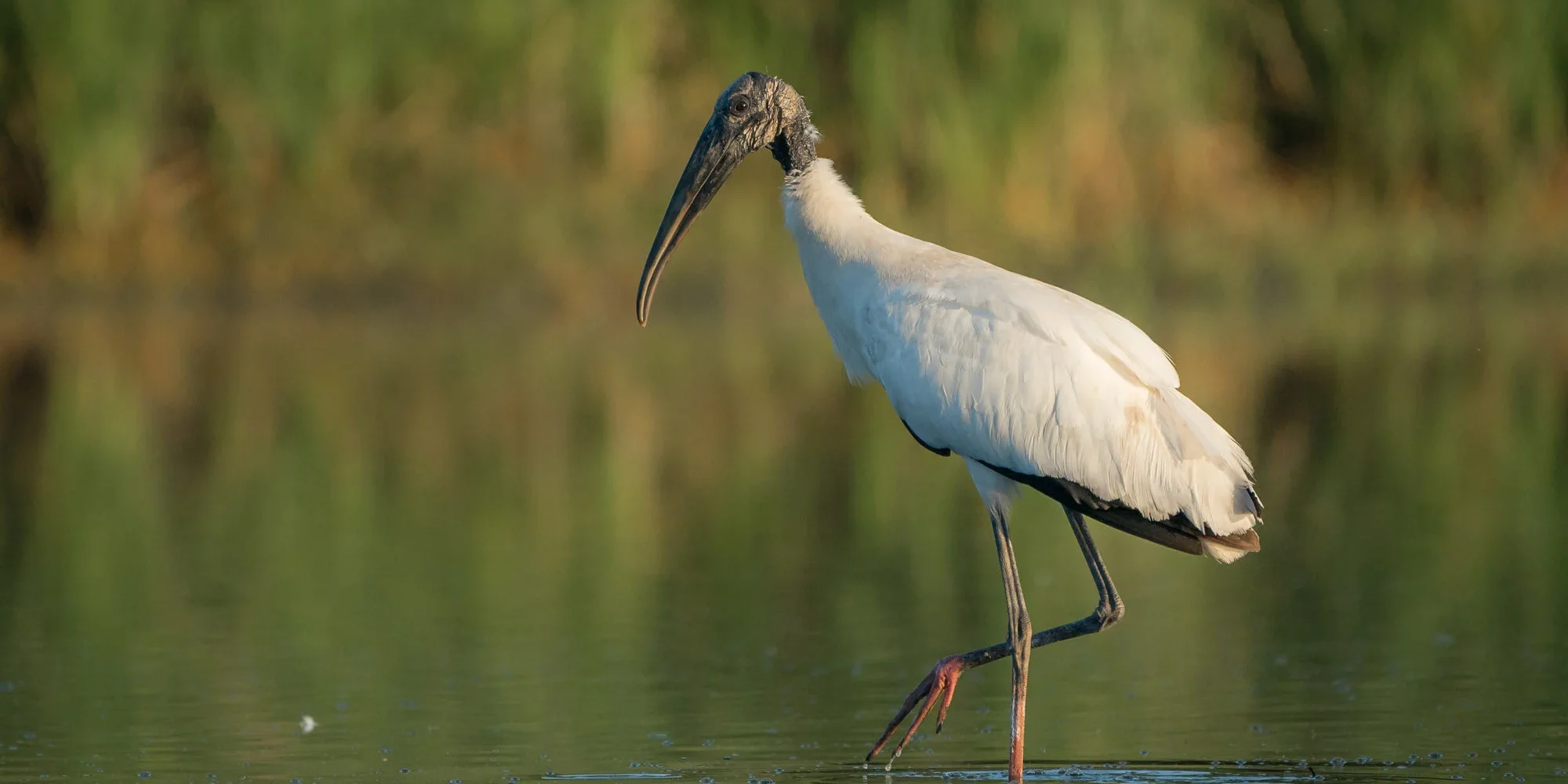 Wood stork removed from endangered list, now inhabiting Alabama and other Southeast states