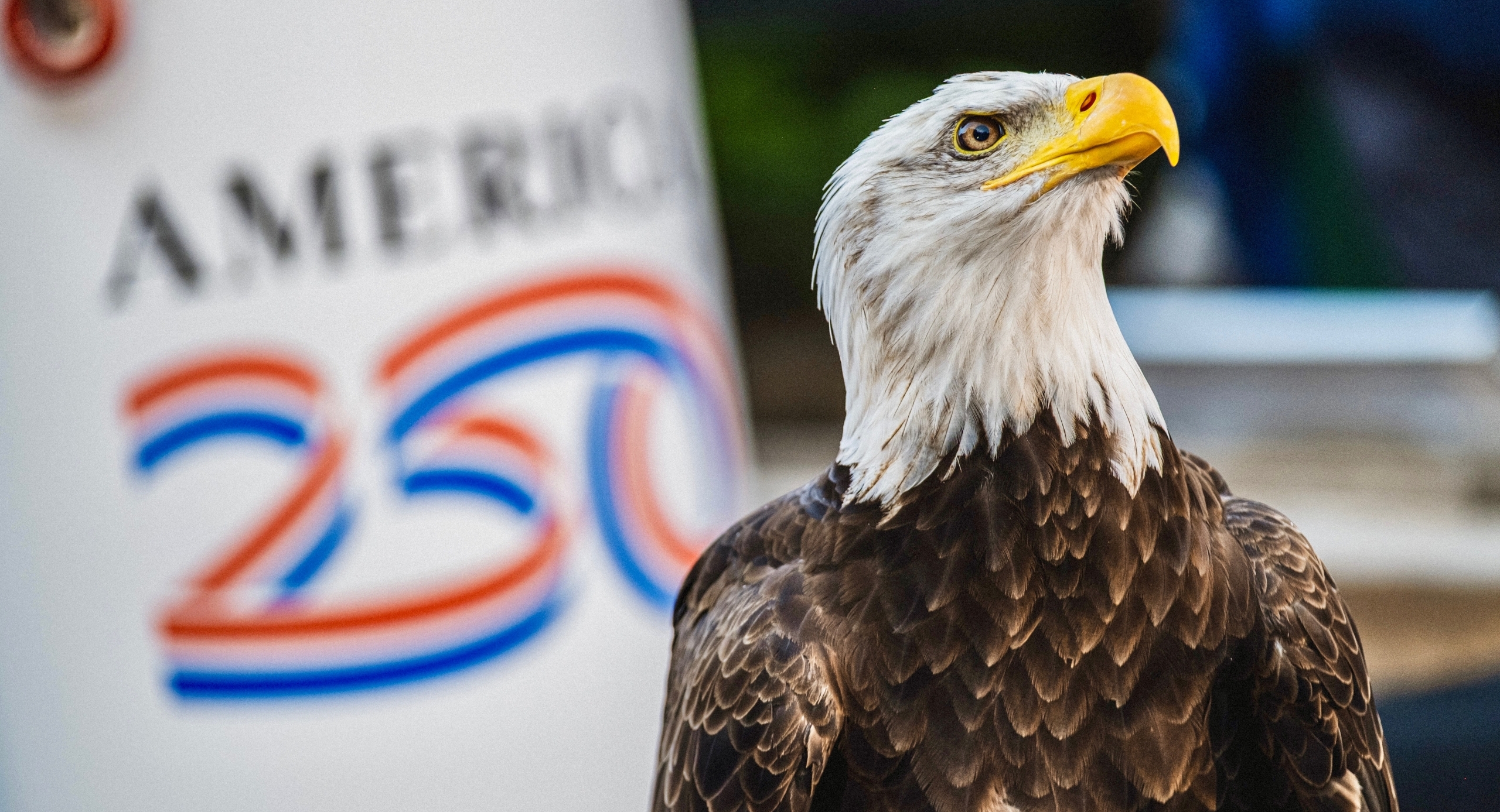 Auburn bald eagle Indy