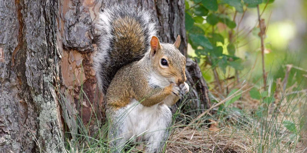 Alabama squirrel season 2026